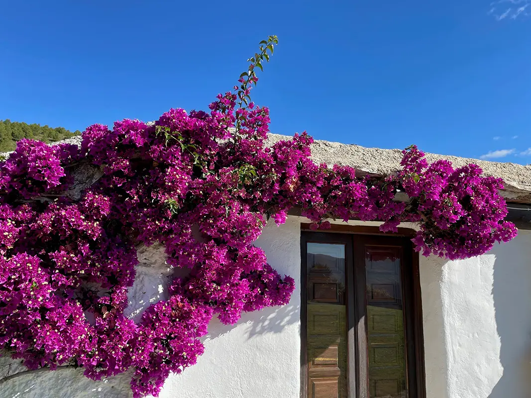 Fachada Casa Fátima cerca de Soportújar con flores